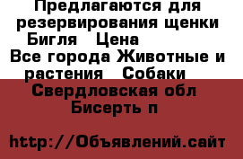 Предлагаются для резервирования щенки Бигля › Цена ­ 40 000 - Все города Животные и растения » Собаки   . Свердловская обл.,Бисерть п.